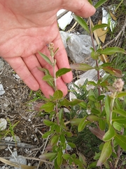 Alternanthera porrigens