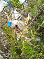 Alternanthera porrigens