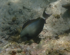 Acanthuridae