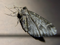 Stamnodes albiapicata