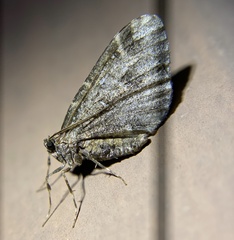 Stamnodes albiapicata