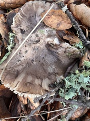 Tricholoma griseoviolaceum