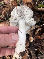 Tricholoma griseoviolaceum