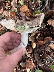 Tricholoma griseoviolaceum