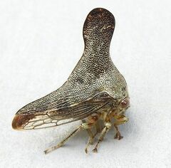 Glossonotus acuminatus