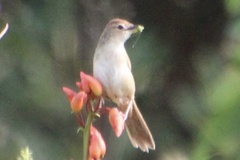 Cincloramphus timoriensis