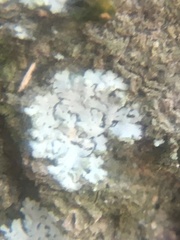 Phaeophyscia hirsuta