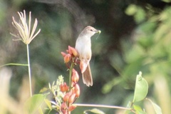 Cincloramphus timoriensis