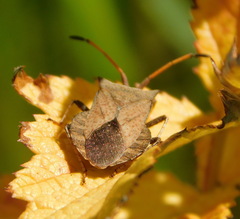 Coreus marginatus