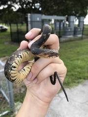 Nerodia fasciata pictiventris