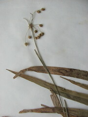 Luzula acuminata acuminata