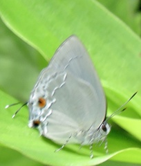 Strephonota carteia