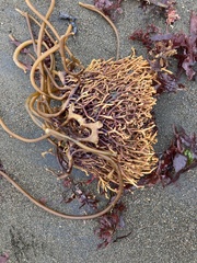 Laminariaceae