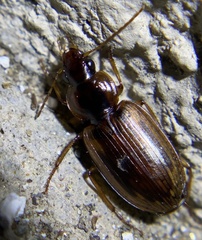 Tanystoma