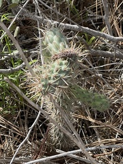 Cylindropuntia prolifera