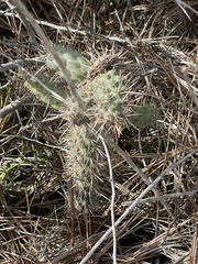 Cylindropuntia prolifera