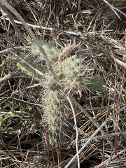 Cylindropuntia prolifera
