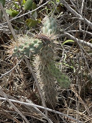 Cylindropuntia prolifera
