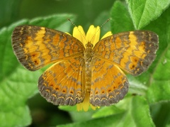 Mazia amazonica