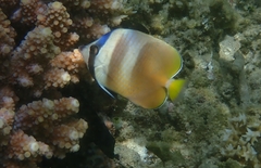 Chaetodon kleinii