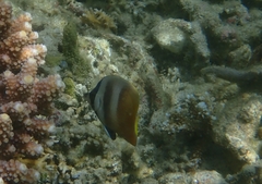Chaetodon kleinii