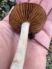 Cortinarius ohlone