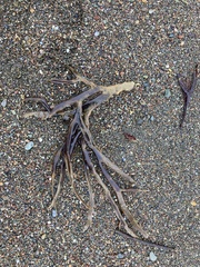 Lessoniaceae