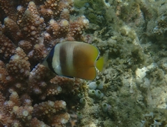 Chaetodon kleinii