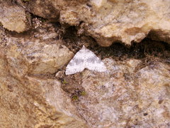 Entephria cyanata