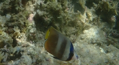 Chaetodon kleinii