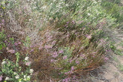 Muraltia knysnaensis