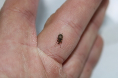 Chalepistes spermophilus