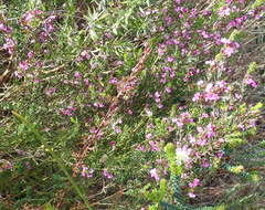 Muraltia knysnaensis