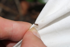 Cerambycoidea