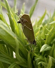 Callophrys xami xami