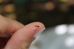 Cerambycoidea