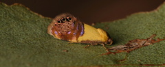 Eupselia