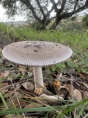 Amanita constricta