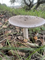 Amanita constricta