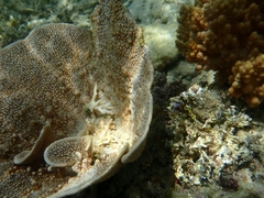 Phyllospongiinae