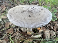 Amanita constricta