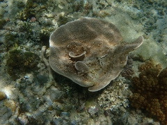 Phyllospongiinae