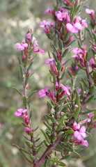 Muraltia knysnaensis