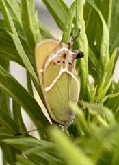 Callophrys xami xami