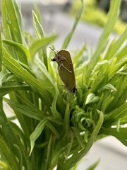 Callophrys xami xami