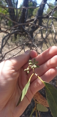 Eucalyptus arenacea