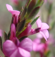 Muraltia knysnaensis