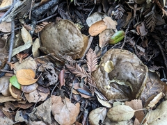 Xerocomellus mendocinensis