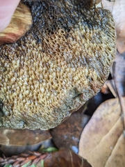 Xerocomellus mendocinensis