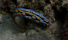 Phyllidia coelestis